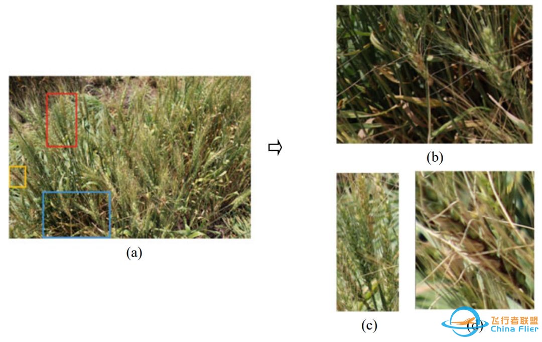 《精准农业中的无人机系统》：一种优化的密集麦穗自动分割 ...-3.jpg