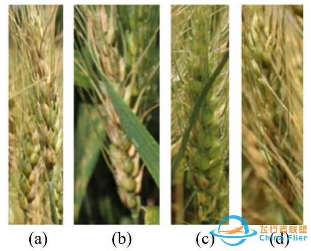 《精准农业中的无人机系统》：一种优化的密集麦穗自动分割 ...-4.jpg