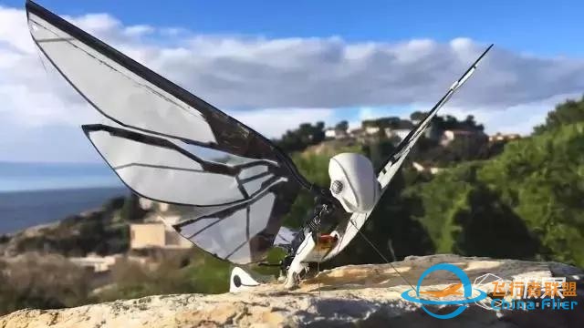 玩大了！法国人造出“恐怖蝴蝶”，能动能飞真到毛骨悚然-3.jpg