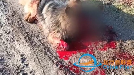 一名俄军士兵在前线养了一只狗，他们称他为“笨蛋”。 一天阵地遭到乌军FPV袭击，“笨蛋”试图帮助主人并抓住了无人机，但爆炸使它受了致命伤。 一个真正的同志。-1.jpg